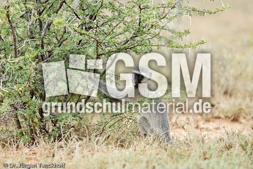 Grüne Meerkatzen (50 von 67).jpg